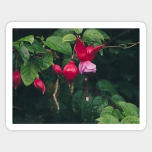 Fuchsia 1 Sticker